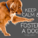 keep calm and foster a dog