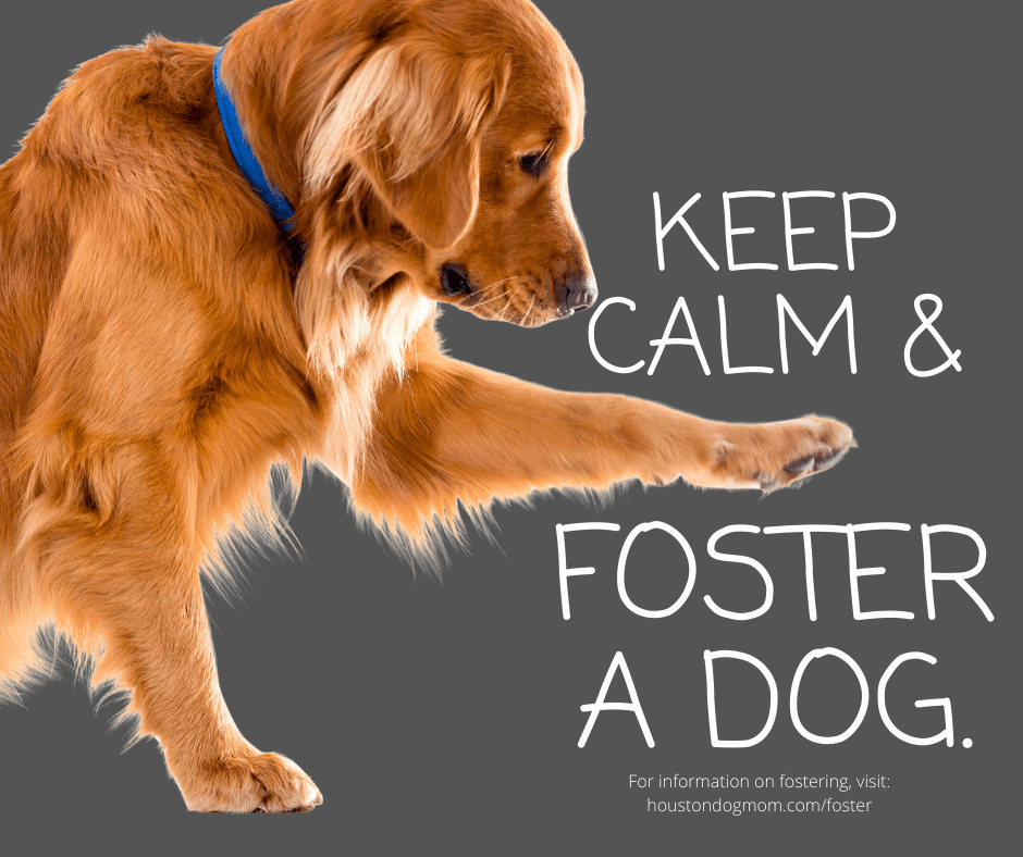 keep calm and foster a dog