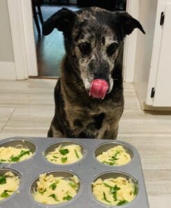 brown dog licks lips in front of DIY Dog Pupcakes treats