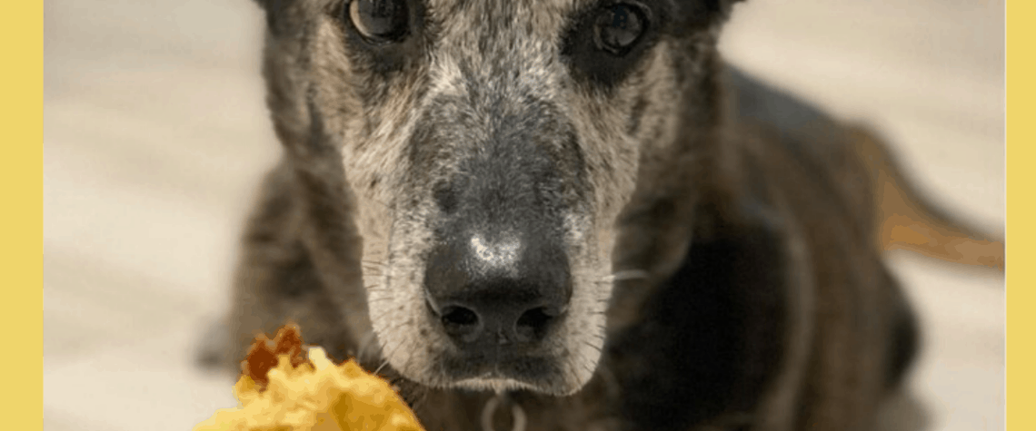 brown dog looks at DIY Dog Treat