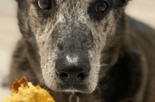brown dog looks at DIY Dog Treat
