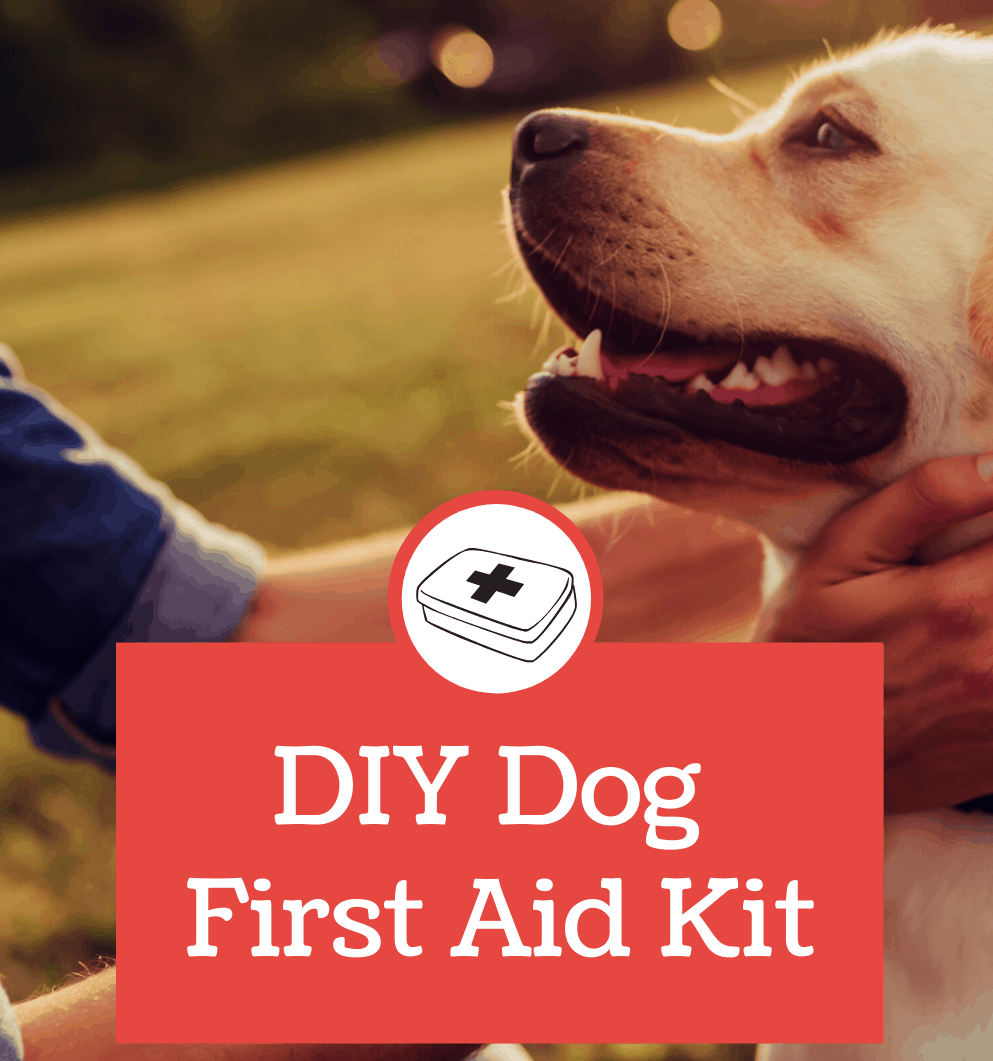 Diy dog clearance first aid kit