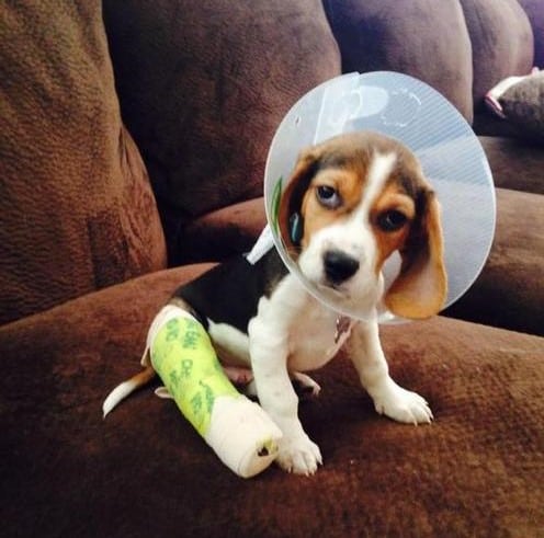 injured puppy with broken leg wrapped in gauze and tape.
