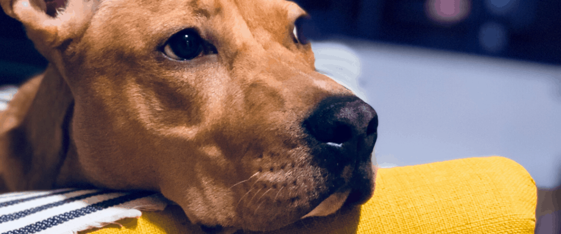 dog with separation anxiety sad brown dog on a yellow couch