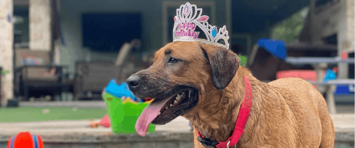 dog birthday party dog pool party dog with birthday crown