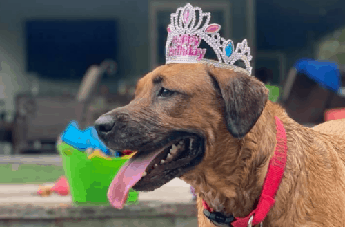 dog birthday party dog pool party dog with birthday crown
