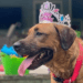 dog birthday party dog pool party dog with birthday crown