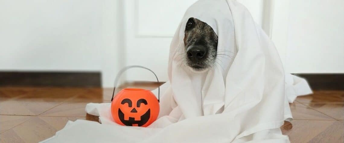 dog halloween costumes