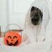 dog halloween costumes