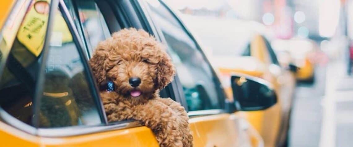 houston pet taxi dog taxi transport dog uber duberdogs