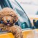 houston pet taxi dog taxi transport dog uber duberdogs