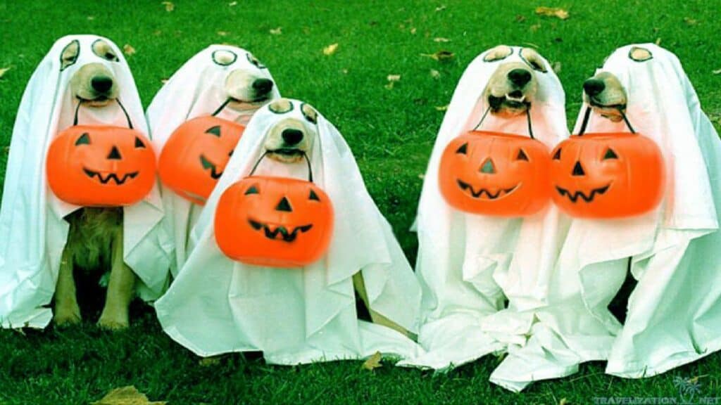 dogs in halloween costumes