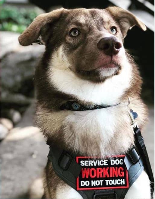 hamilton is a working medic alert and  response service dog. Picture shows Hamilton, a brown and white dog, with his service dog vest.

