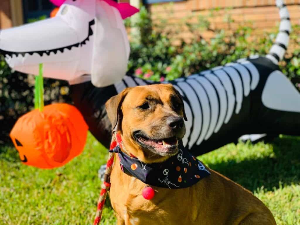 Tammy the tenacious isn't afraid of the halloween blowup but a lot of dogs are. 