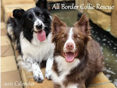border collie calendar
