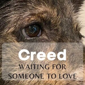 creed an adoptable dog at Harris County Pets