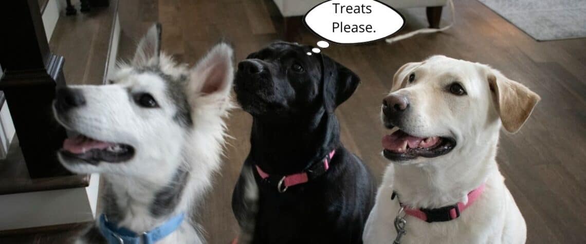 https://houstondogmom.com/wp-content/uploads/2020/11/Cover-turkey-treats-1140x475.jpg