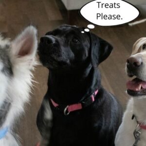 Dash Dog Treat Maker Review - Houston Dog Mom