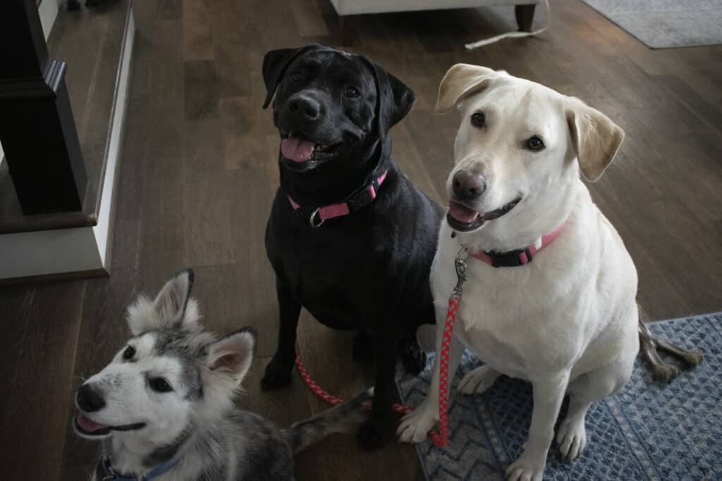 baily, sunny and max wait for homemade diy dog treats with turkey and sweet potato. 