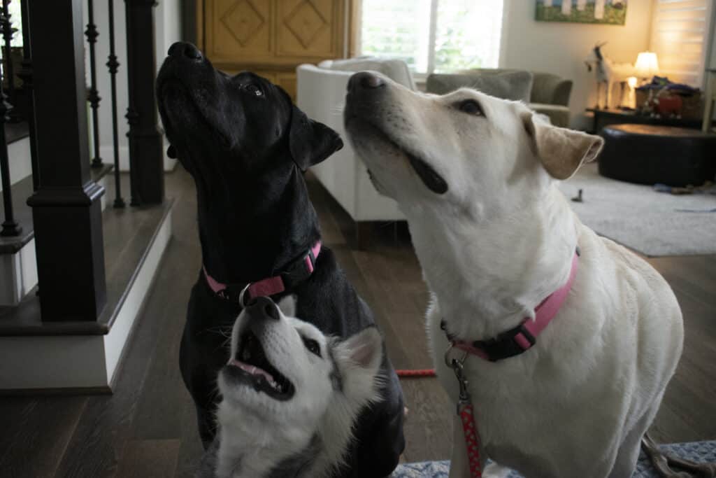 baily a black labrador dog, sunny a white labrador dog and max a husky puppy look up at their owner waiting for dog treats.