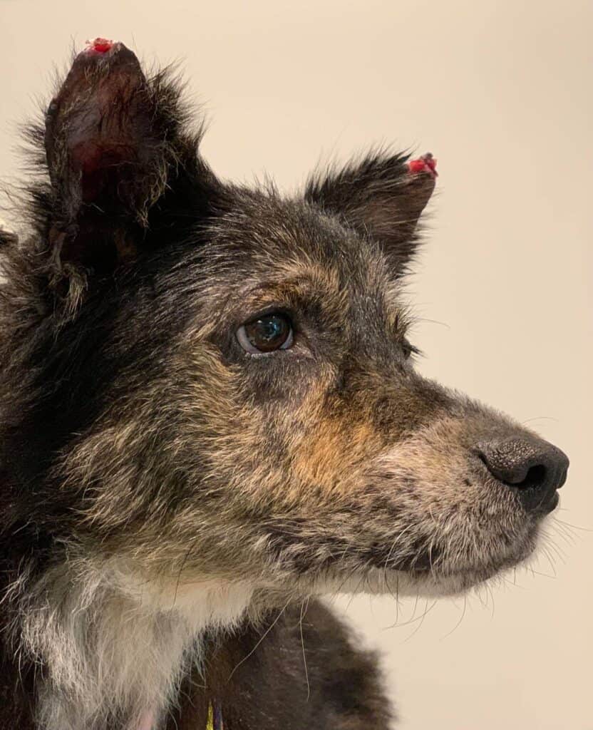 creed an adoptable dog at Harris county pets, side view showing bloody ears and kind eyes. 