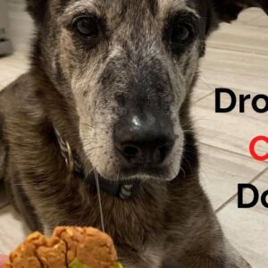 Dash Dog Treat Maker Review - Houston Dog Mom