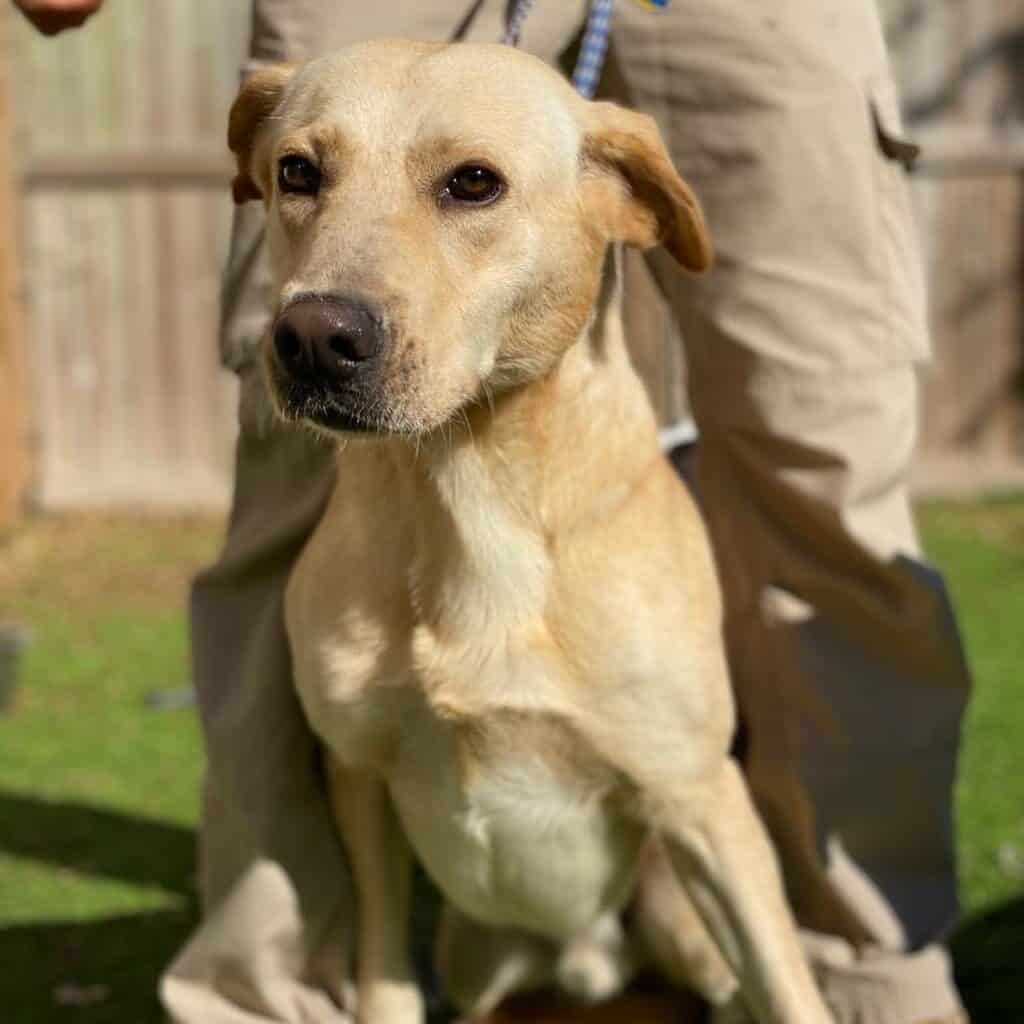 Milton is an adoptable yellow labrador in Houston Texas with Grennawald's Service rescue.