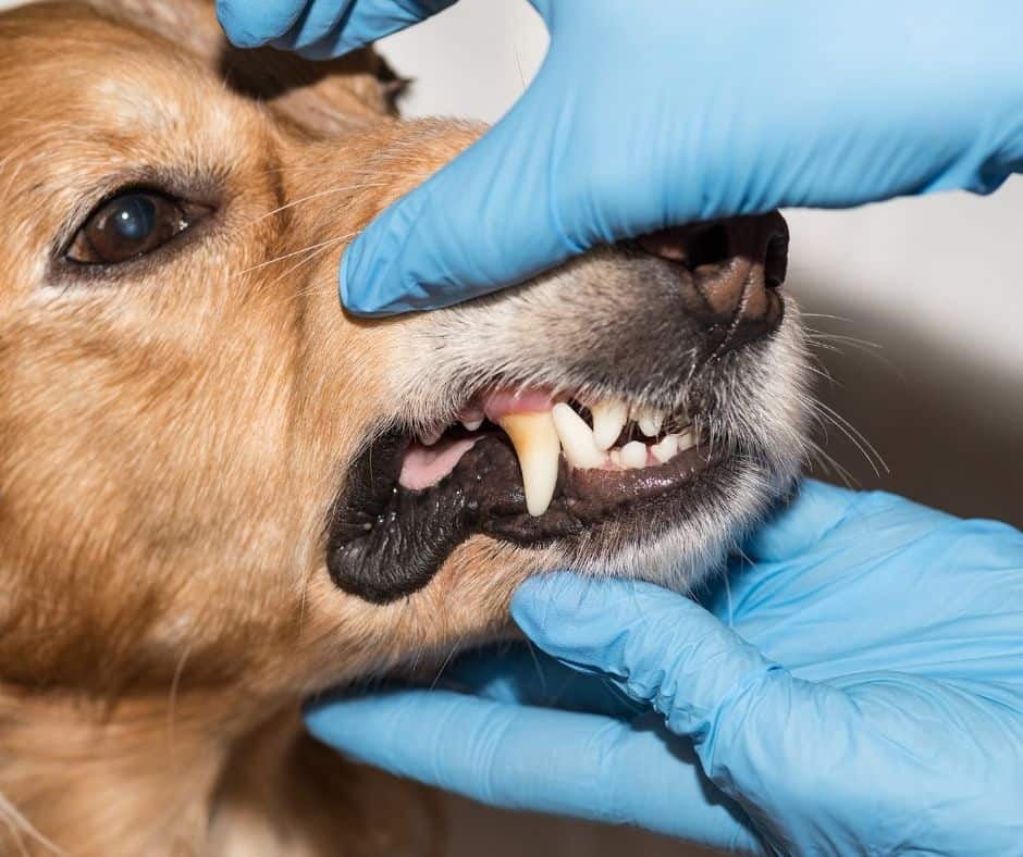affordable dog teeth cleaning dental care in houston