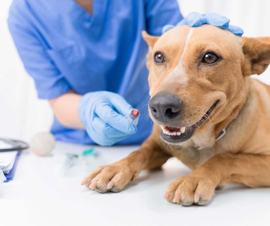 dog receiving low cost affordable pet vaccinations in Houston.