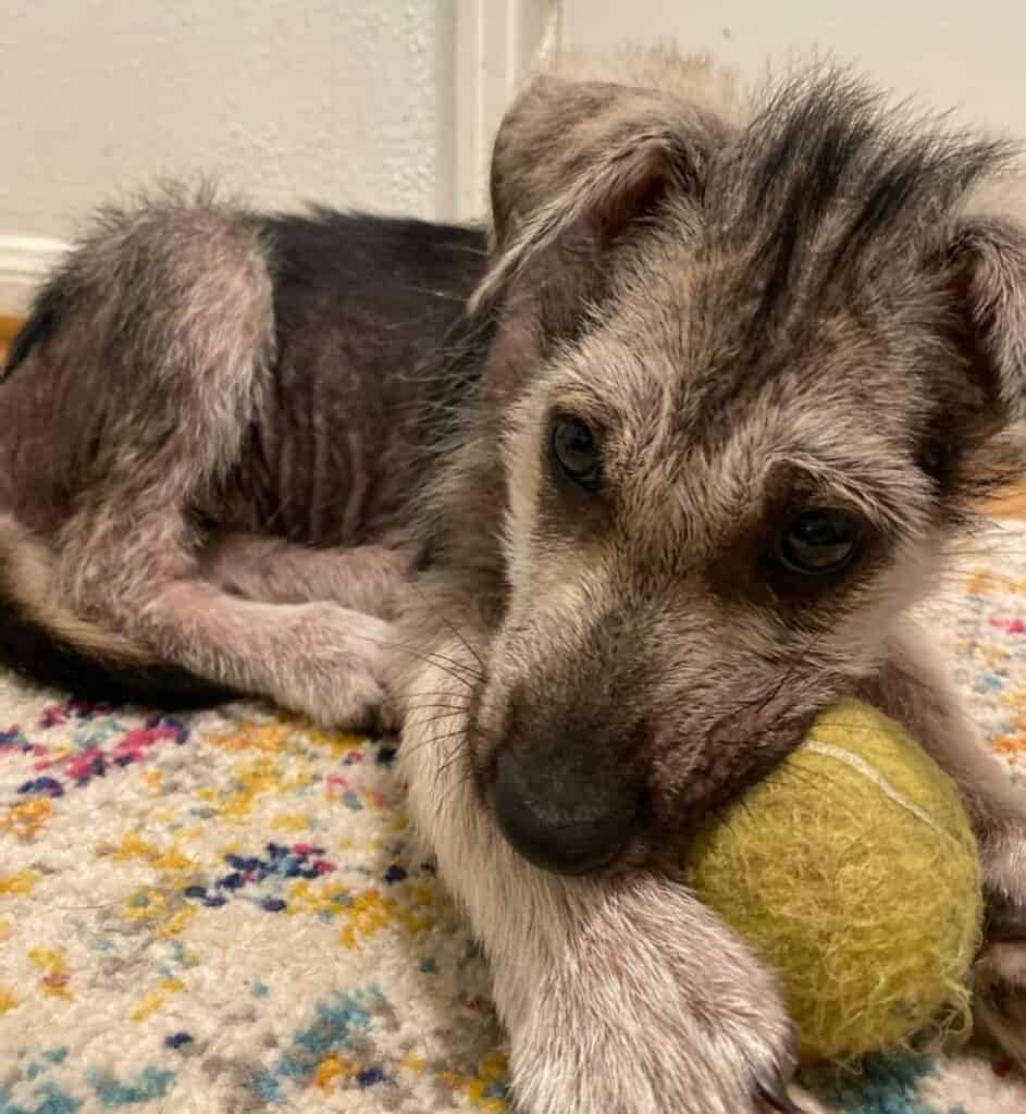 german shepherd foster puppy with tennis ball