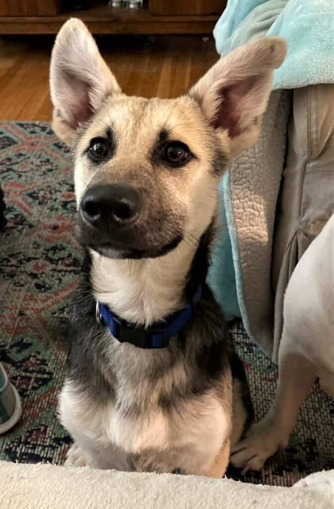 wylie german shepherd puppy.