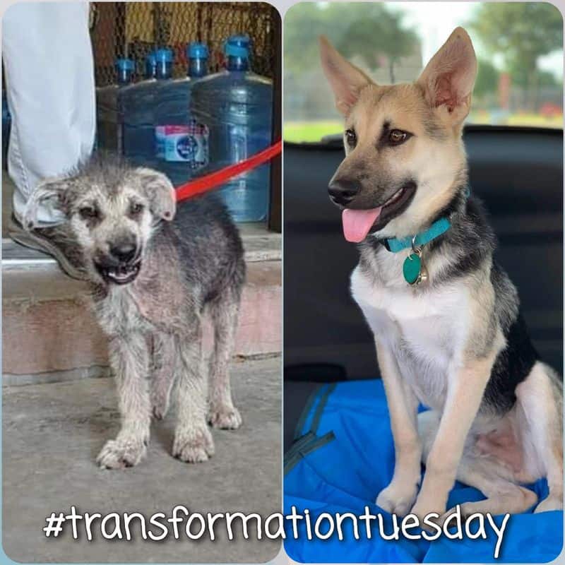 picture of moon pie leaving the harris county shelter shows him with mange and skinny with skin infections. Other picture shows him at 8 months as a beautiful german shepherd dog.