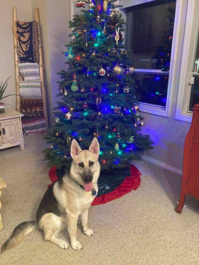 german shepherd dog iwth christmas tree wylie the foster dog