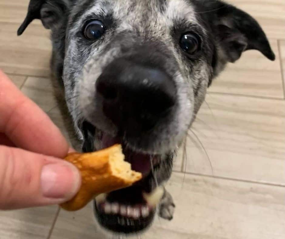 Dog a black and brown dog with white face eats a dog treat from the Dash Dog Treat Maker. 