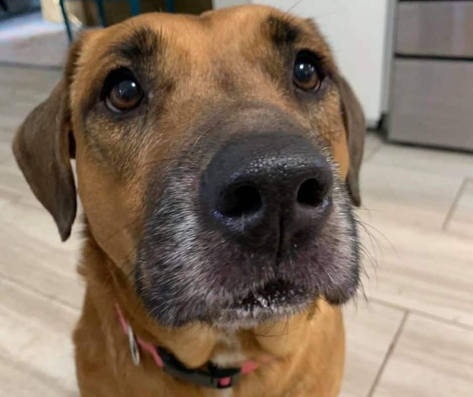 Dog Tammy waits for treats from the Dash Dog Treat Maker. 