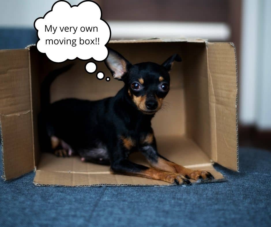 moving with a dog pet-friendly home in houston dog friendly. small dog in a moving box.