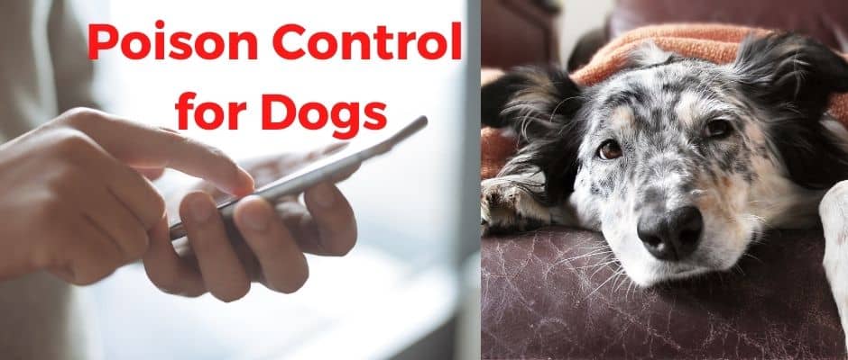 poison control for dogs phone number
