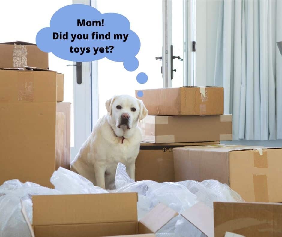 moving with your dog, dog surrounded by moving boxes. 