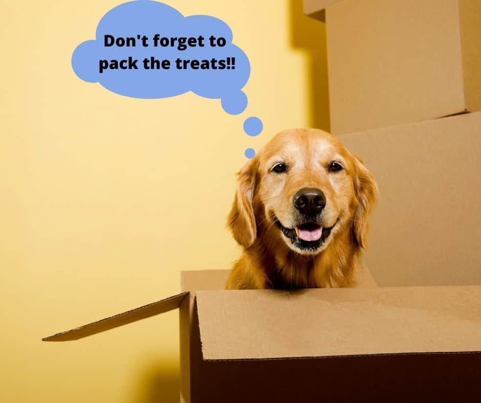 moving with your dog to a pet friendly home in houston, golden retriever in a moving box.