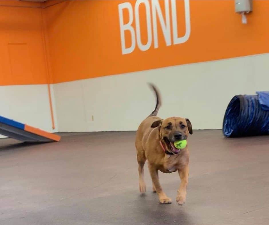 brown dog with tennis ball in mouth with the word "bond" on the wall. Dog is at The Dog Gym in Houston, an indoor dog training and agility in Houston.