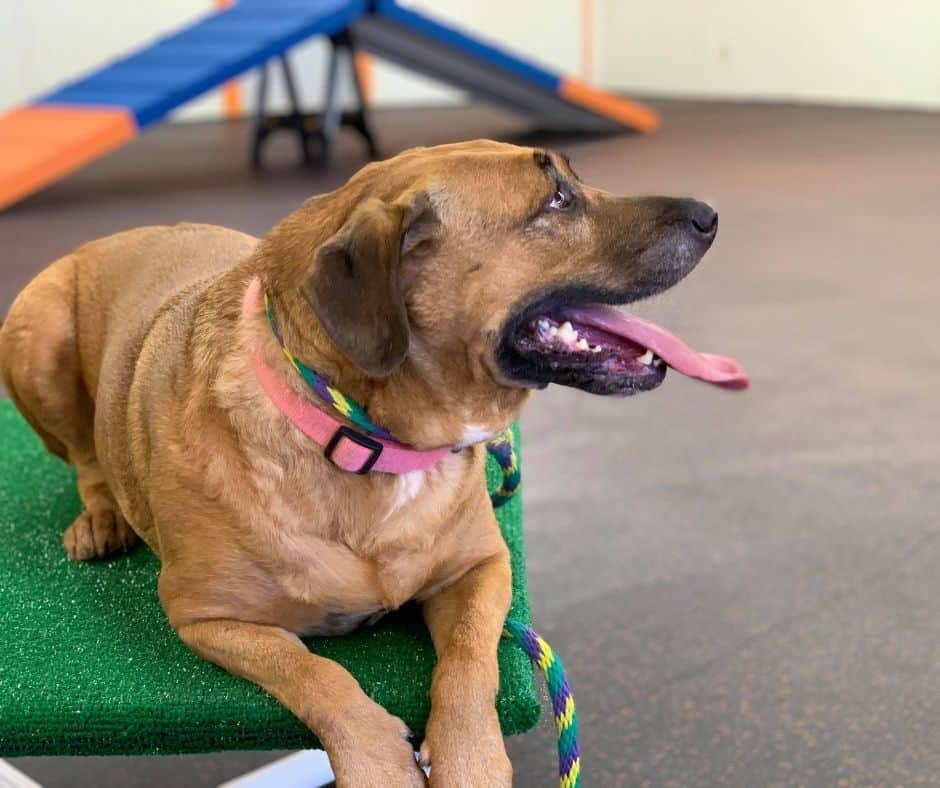 brown dog lays on a spot in agility class tongue out at The Dog Gym in Houston indoor dog training facility.