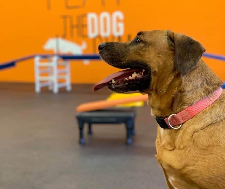 brown dog waits for command, behind you can see dog agility training equipment at The Dog Gym houston indoor air conditioned dog playground.