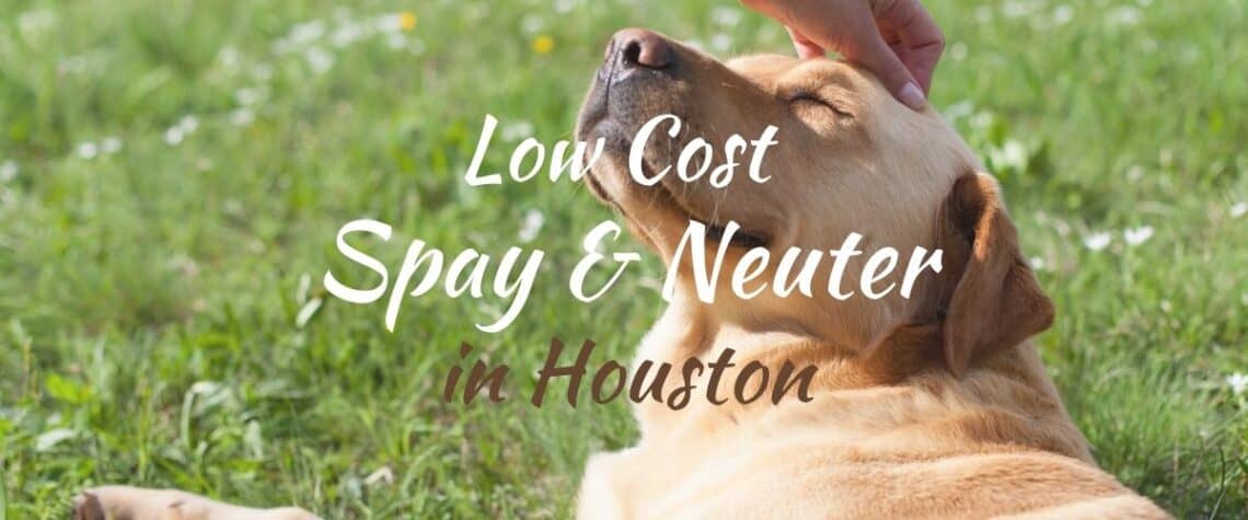 list of low cost spay and neuter clinics in houston