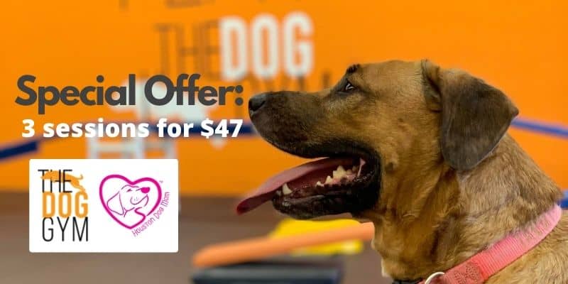 Special offer for The Dog Gym in houston promo code coupon discount