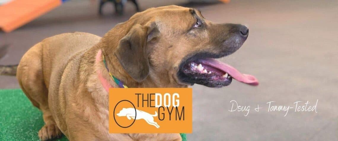 the dog gym houston indoor dog park small image