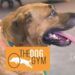 the dog gym houston indoor dog park small image