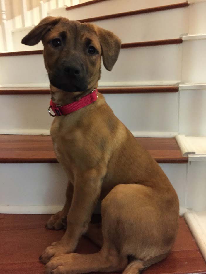 tammy puppy on the stairs.