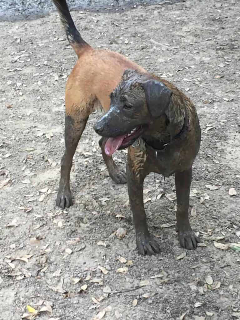 Dog in the mud at the dog park