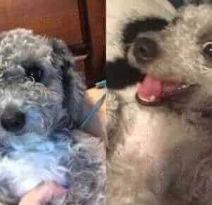 byron the poodle rehomes by rescue michelson found animals poodle rescue of houston