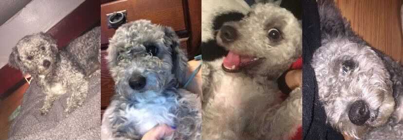 byron the poodle rehomes by rescue michelson found animals poodle rescue of houston